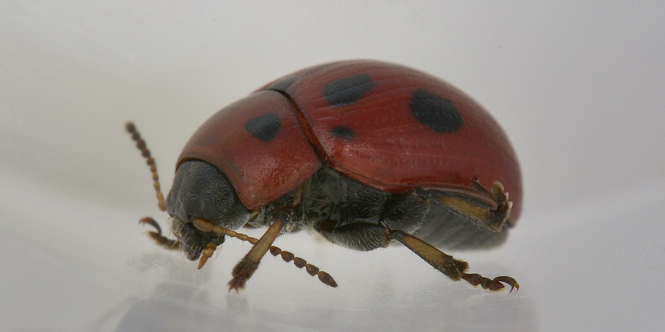 Gonioctena fornicata, Chrysomelidae